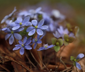 Przylaszczki, Kwiatki, Niebieskie