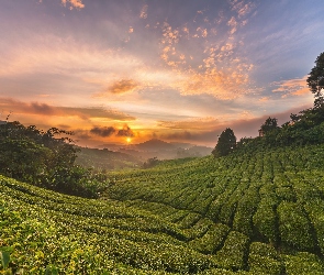 Plantacja, Stan Pahang, Promienie słońca, Malezja, Cameron Highlands, Chmury, Wzgórza, Drzewa, Krzewy