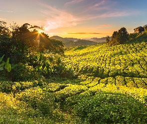 Drzewa, Promienie słońca, Wzgórza, Domy, Stan Pahang, Plantacja herbaty, Malezja, Cameron Highlands