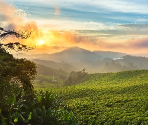 Wzgórza, Stan Pahang, Wschód słońca, Malezja, Cameron Highlands, Chmury, Góry Cameron, Drzewa, Plantacja