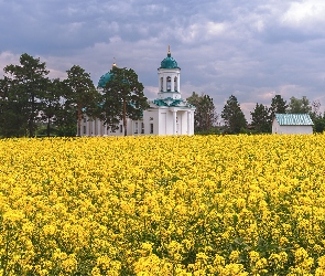 Kwiaty, Żółte, Chmury, Rzepak, Kościół, Drzewa, Pole