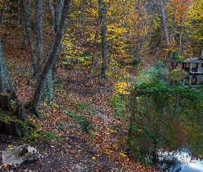Altanka, Jezioro, Las, Jesień, Drzewa, Liście
