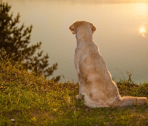 Siedzący, Jezioro, Golden retriever, Pies