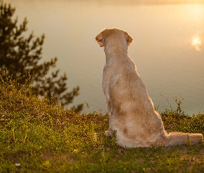 Jezioro, Golden retriever, Siedzący, Pies