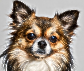 Tło, Szare, Chihuahua, Pies, Mordka, Fractalius