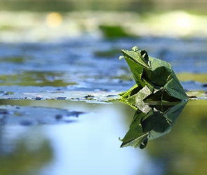 Żaba, Origami, Woda