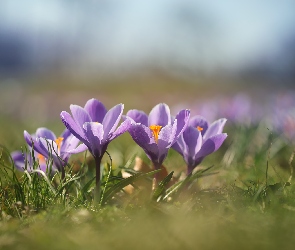 Kwiaty, Zbliżenie, Liliowe, Krokusy