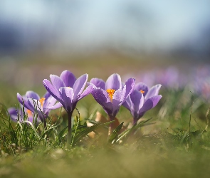 Liliowe, Kwiaty, Zbliżenie, Krokusy