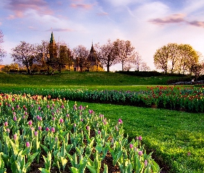 Kanada, Parlament, Budynek, Ottawa, Drzewa, Tulipany, Promienie słońca, Park, Klomby, Wiosna