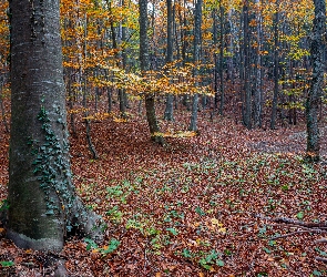 Rośliny, Liście, Drzewa, Jesień, Las, Opadłe