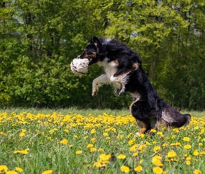 Pies, Border collie, Kwiaty, Łąka, Mniszek, Piłka