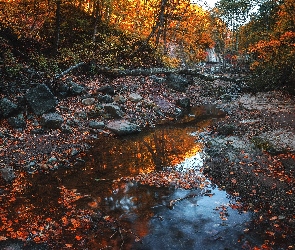 Las,  Jesień, Liście, Rzeczka, Strumyk, Kamienie, Drzewa