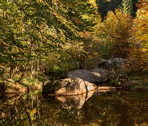 Rzeka, Kamienie, Drzewa, Las