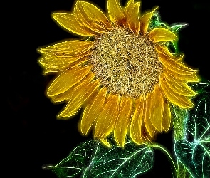 Fractalius, Tło, Słonecznik, Kwiat, Liście, Czarne