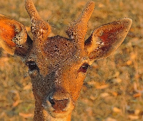 Sarna, Grafika, Głowa