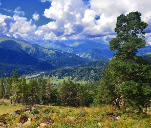 Drzewa, Góry, Chmury, Niebo, Las