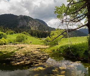 Góry, Drzewa, Staw, Altanka