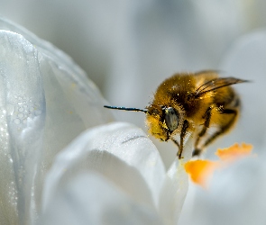 Pszczoła, Makro, Kwiat, Biały