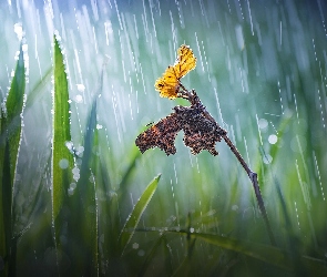 Gałązka, Bokeh, Motyl, Deszcz, Trawa