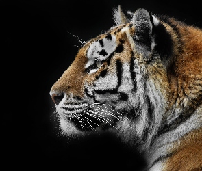 Tygrys, Czarne Tło, Profil