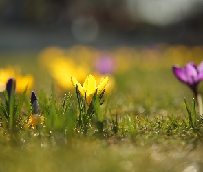 Pąk, Kwiat, Żółty, Krokus
