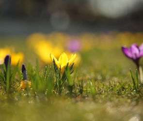 Żółty, Pąk, Kwiat, Krokus