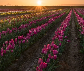 Promienie słońca, Pole, Kwiaty, Tulipany