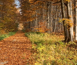 Liście, Opadłe, Las, Jesień, Drzewa, Droga