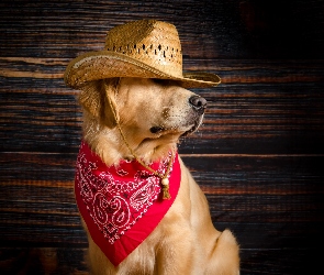 Golden retriver, Apaszka, Czerwona, Kapelusz, Pies