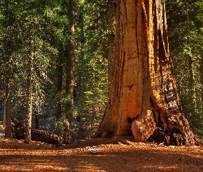 Park Narodowy Kings Canyon, Las, Stany Zjednoczone, Sekwoja, Stan Kalifornia, Drzewa