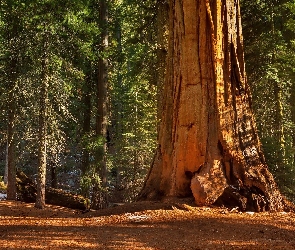 Stany Zjednoczone, Stan Kalifornia, Las, Park Narodowy Kings Canyon, Drzewa, Sekwoja
