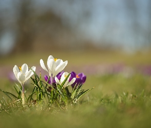 Kępka, Kwiaty, Fioletowe, Białe, Krokusy