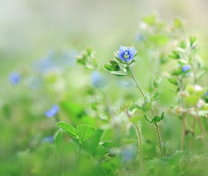 Niebieskie, Kwiatki, Przetacznik
