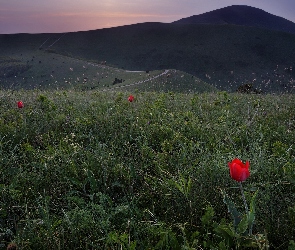 Góry Markotchskie, Wzgórza, Rosja, Tulipany, Kraj Krasnodarski, Łąka