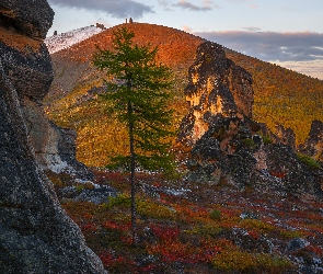 Syberia, Jakucja, Skały, Rosja, Ojmiakon, Góry, Świerk