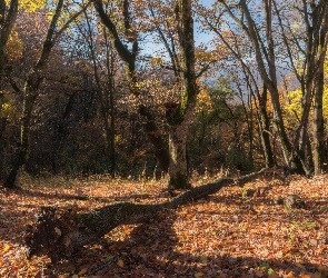 Jesień, Drzewa, Liście, Drzewo, Opadłe, Przewrócone