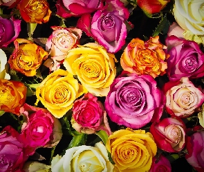 Róże, Pąki, Kolorowe