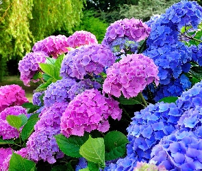 Hortensja, Kwiaty, Niebieskie, Różowe
