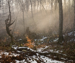 Śnieg, Mgła, Drzewa, Las