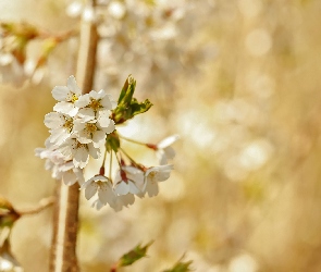 Kwitnąca, Wiśnia, Drzewo owocowe, Gałązka