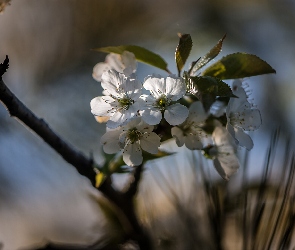 Białe, Światło, Gałązka, Drzewo owocowe, Kwiatki