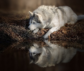 Pies, Odbicie, Siberian husky, Woda, Leżący