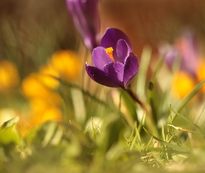 Fioletowy, Tło, Rozmyte, Krokus, Kwiatek