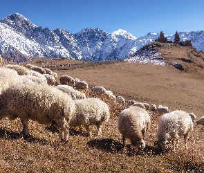 Gruzja, Świętej Trójcy, Cminda Sameba, Gergeti, Kazbek, Góra, Owce, Kościół, Góry, Klasztor