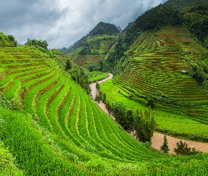 Prowincja Lao Cai, Sa Pa, Pola, Wietnam, Tarasy ryżowe, Wzgórza, Uprawne