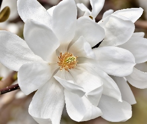 Kwitnąca, Magnolia, Biała