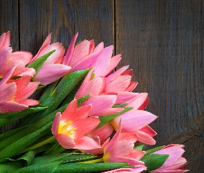 Różowe, Deski, Tulipany, Rozwinięte, Kwiat