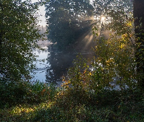 Drzewa, Przebijające światło, Rzeka, Trawa