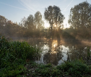 Rzeka, Promienie słońca, Drzewa, Trawy