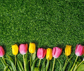 Kolorowe, Trawa, Tulipany